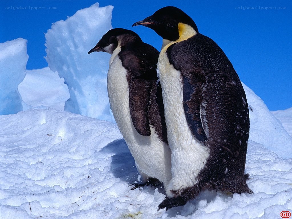 Penguins on an ice floe