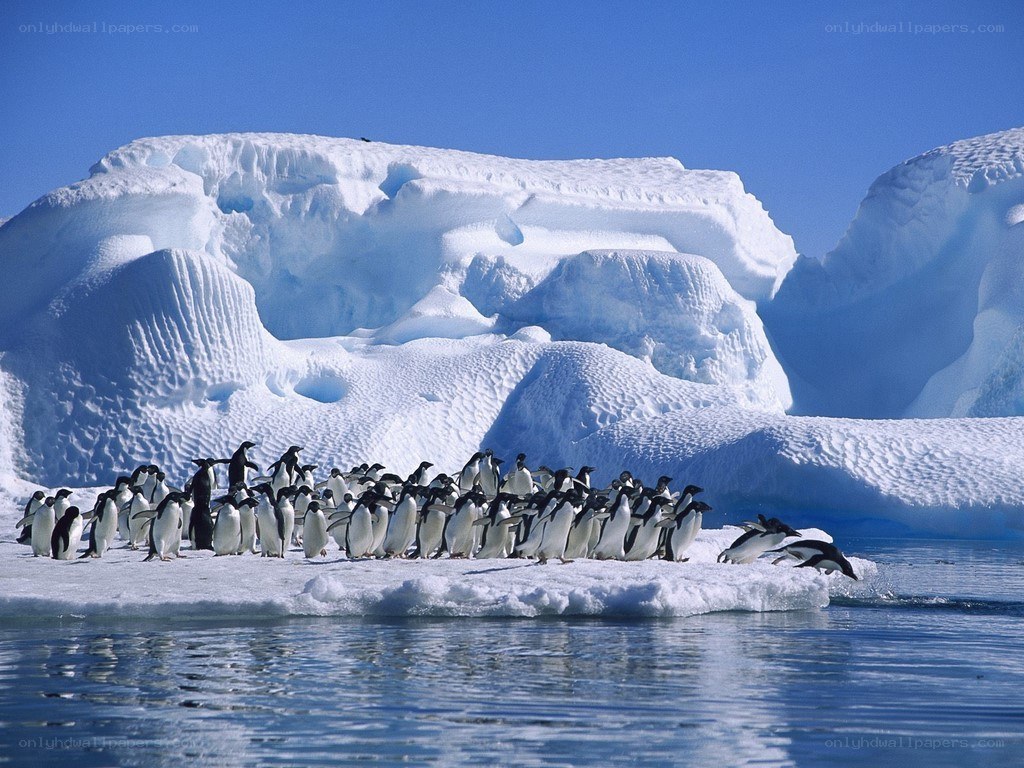 Penguins on an ice floe