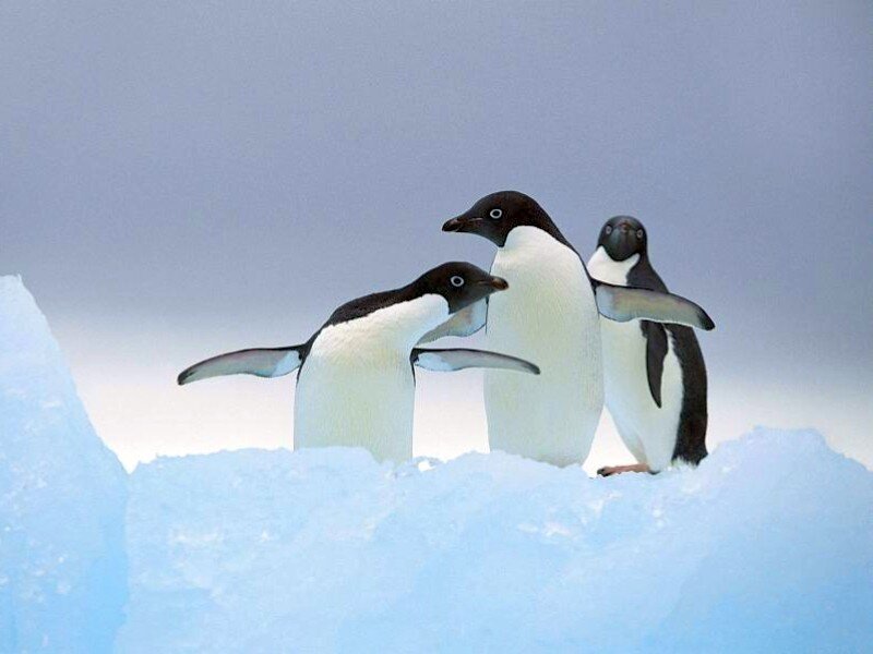 Penguins on an ice floe