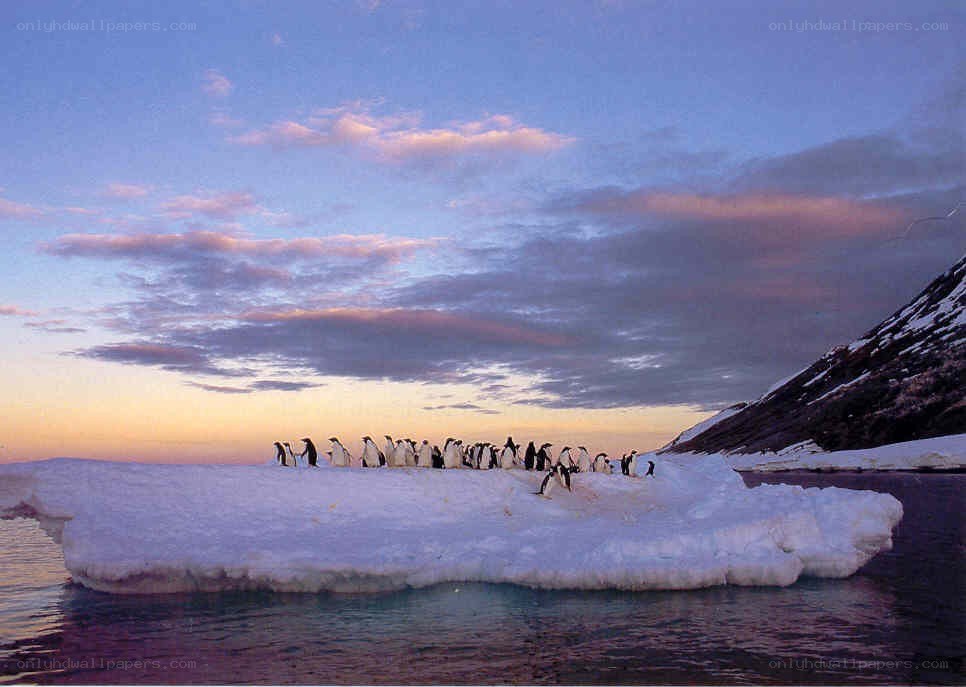 Penguins on an ice floe at sunset