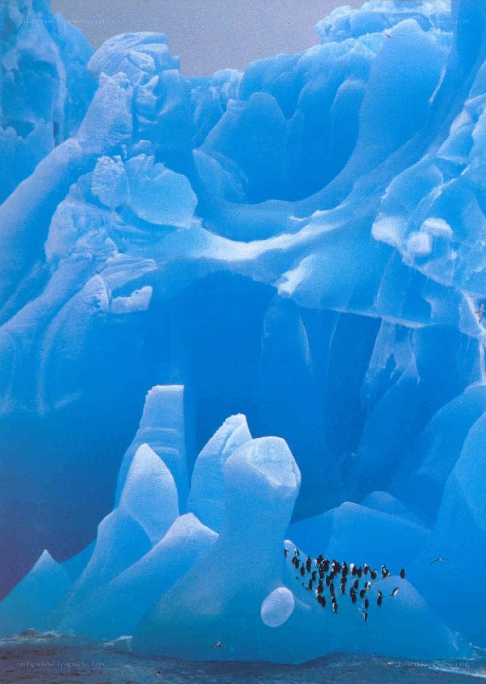 Penguins on an ice formation