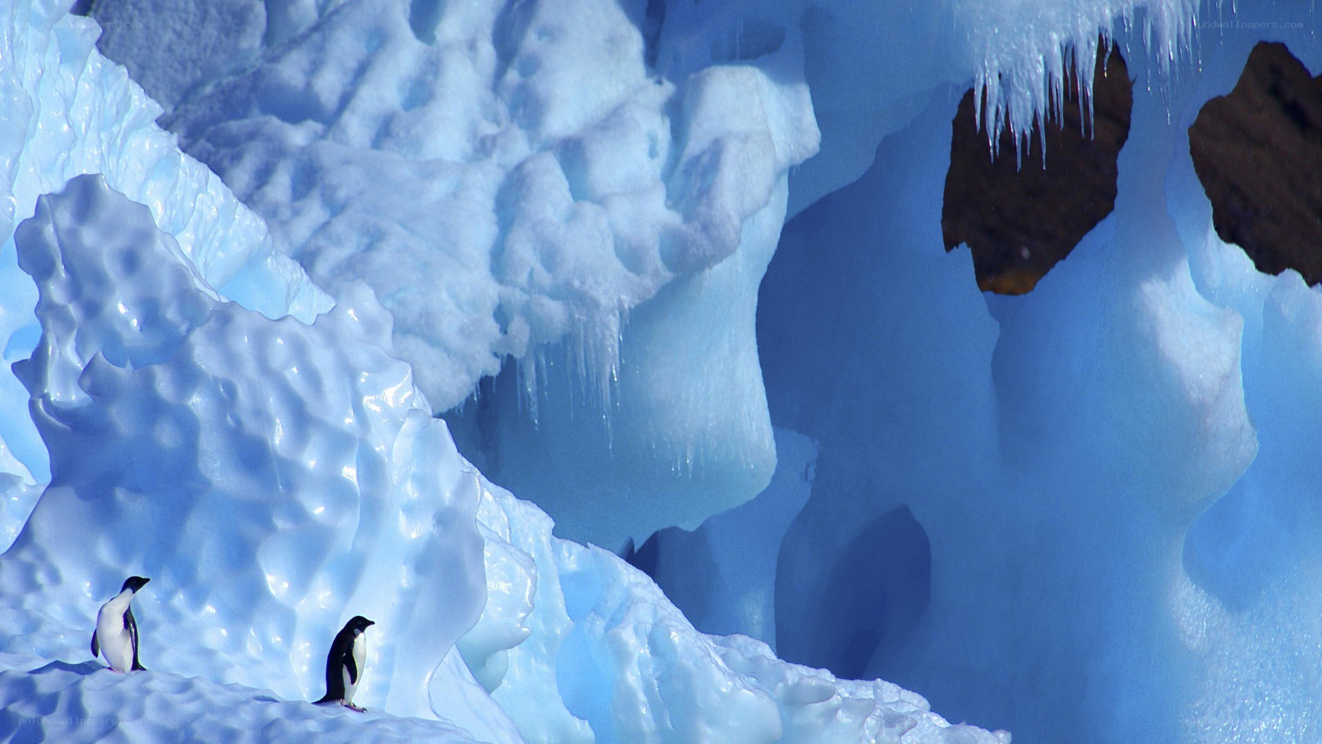 Penguins on an ice formation