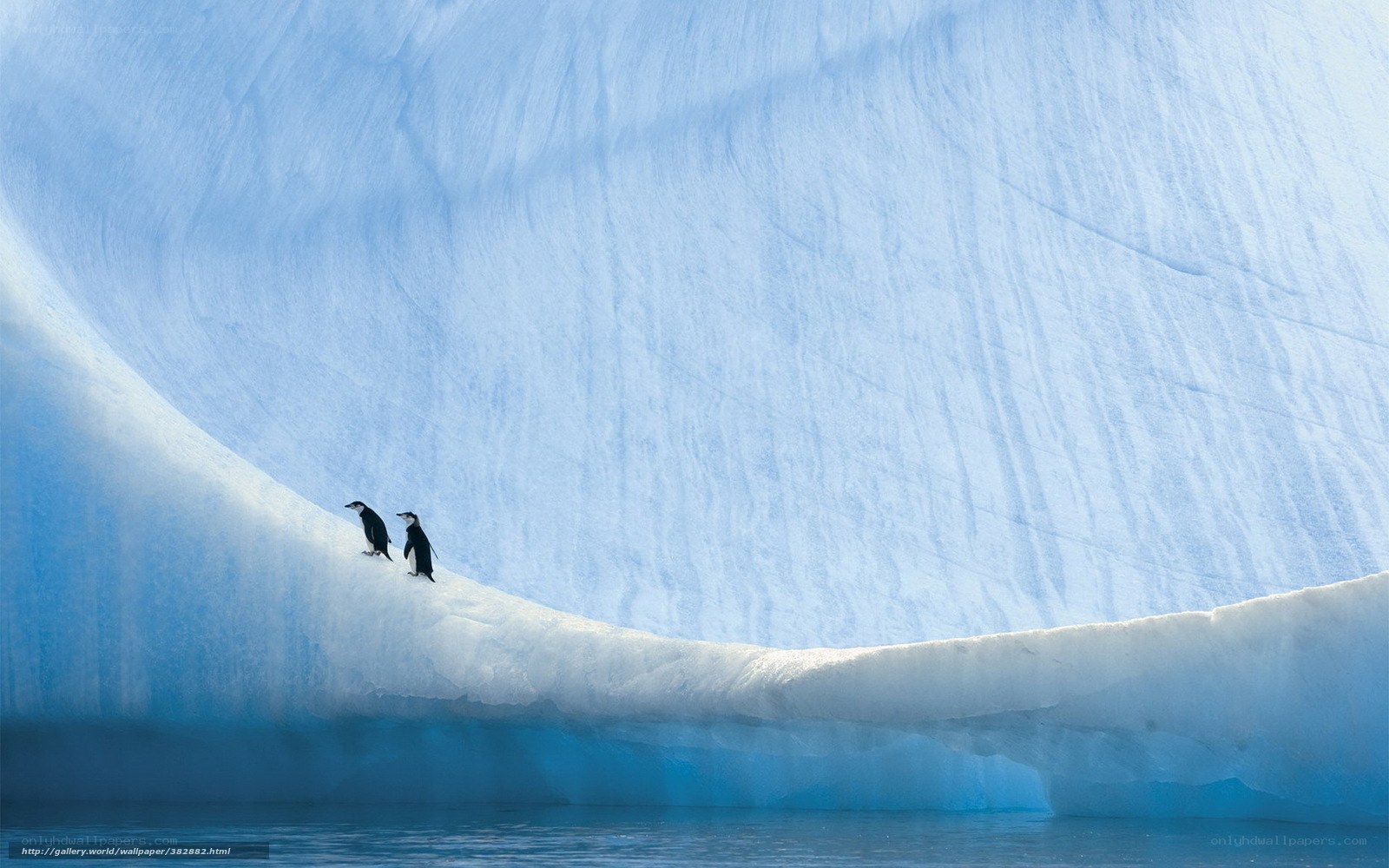 Penguins on an ice shelf