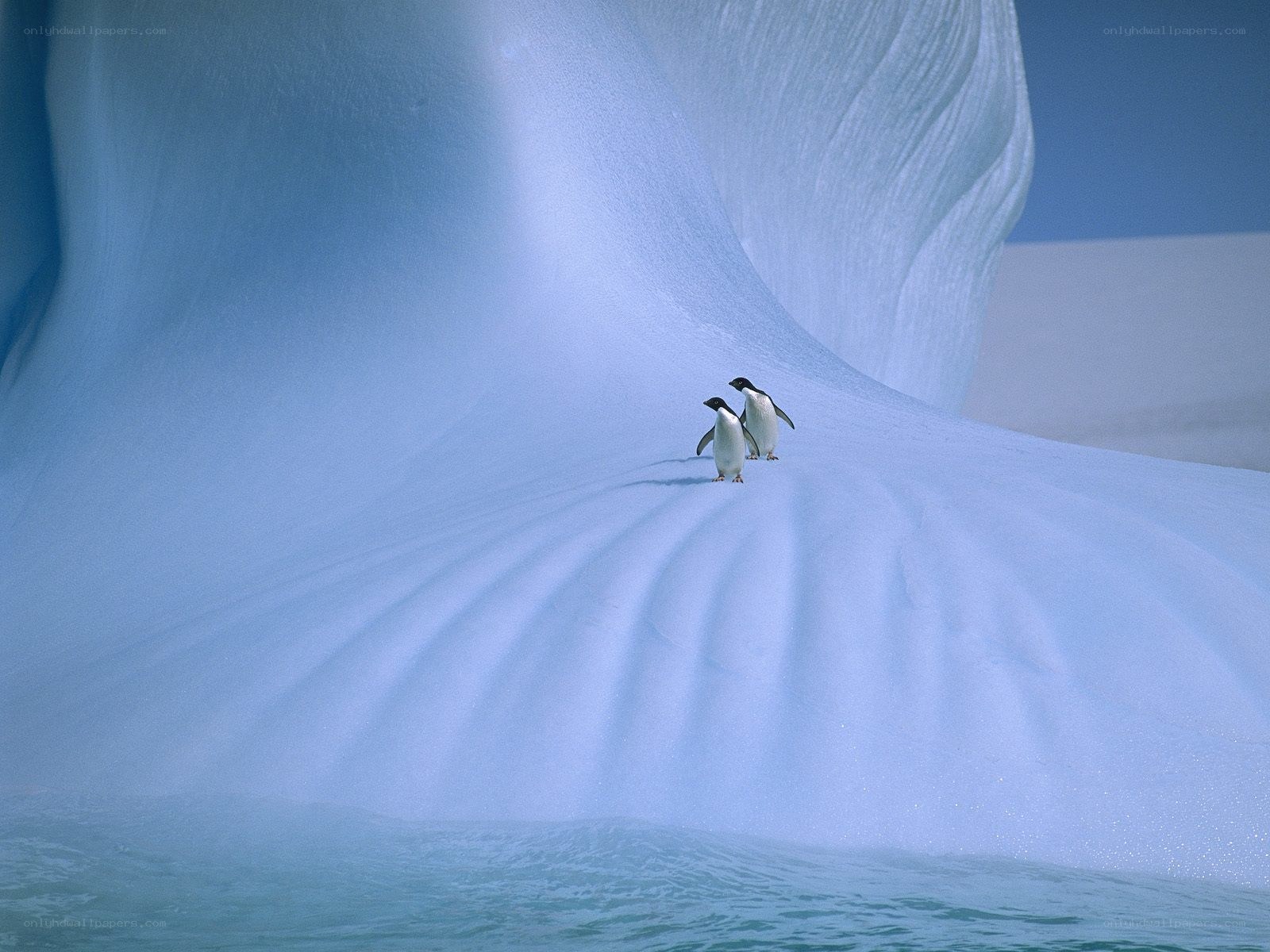 Penguins on an iceberg