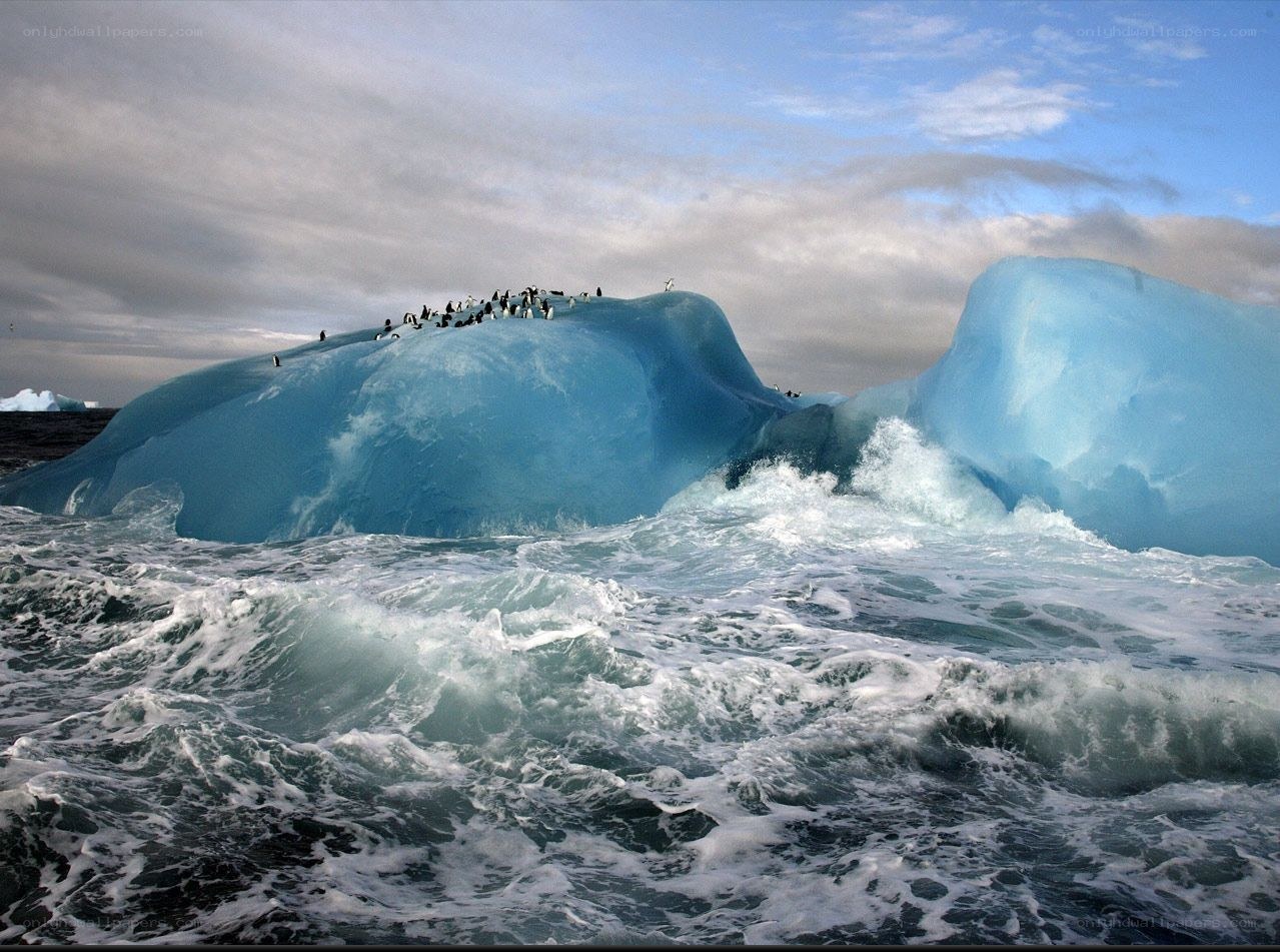 Penguins on an iceberg