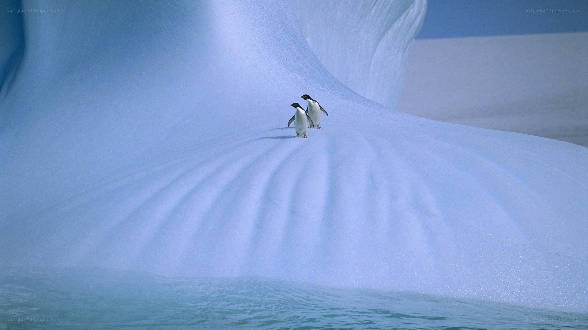 Penguins on an iceberg