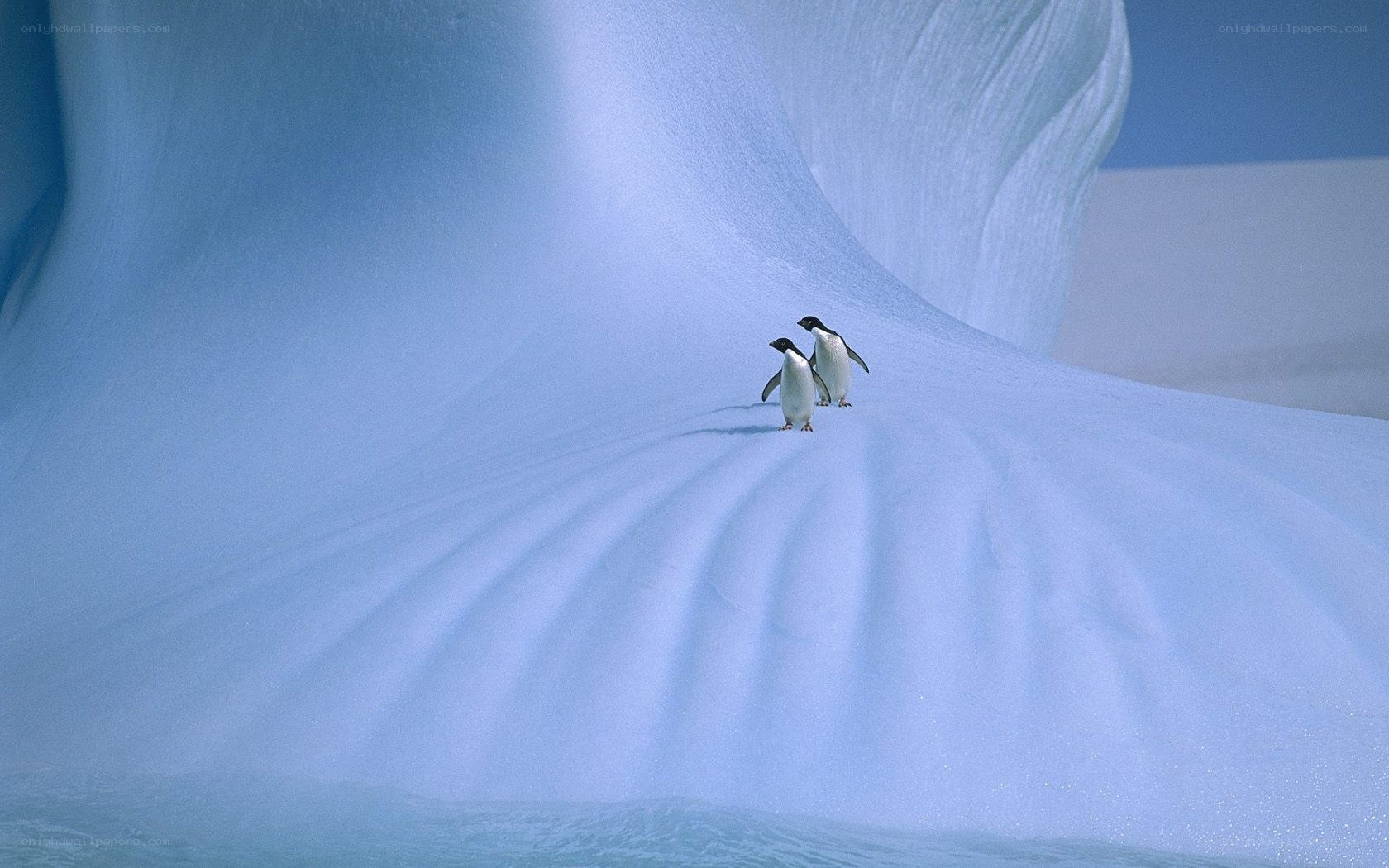 Penguins on an iceberg