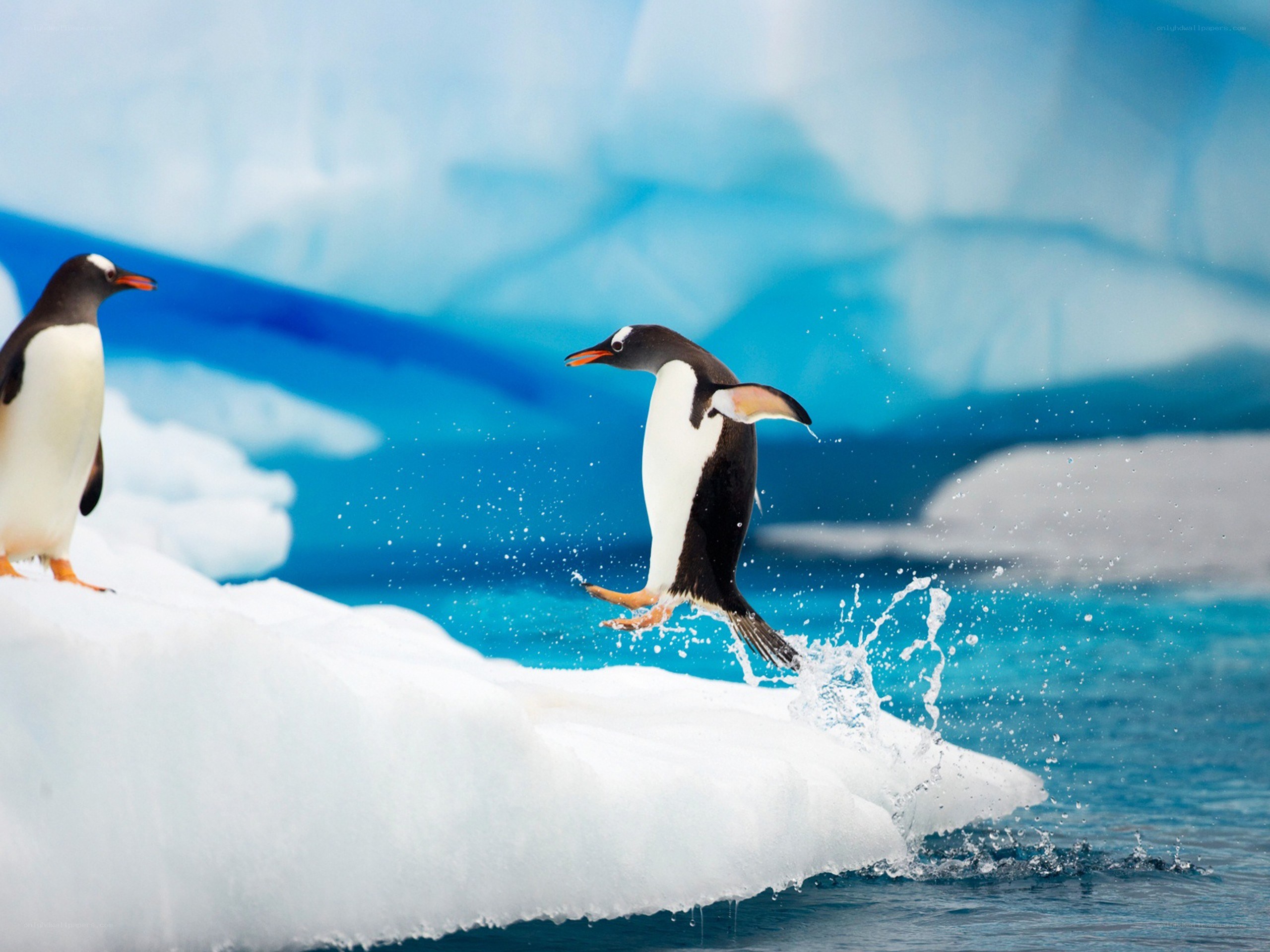 Penguins on an iceberg