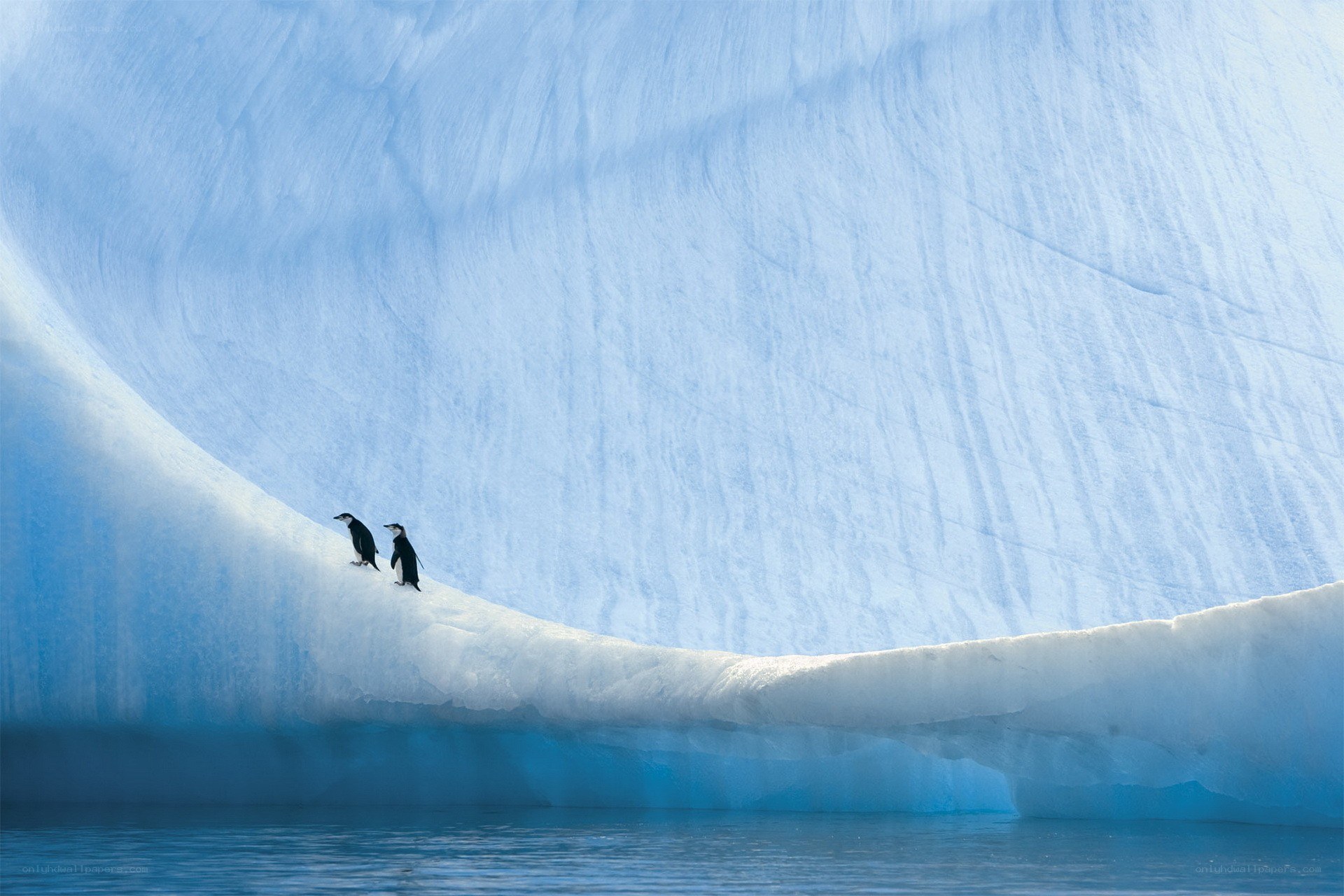 Penguins on an iceberg