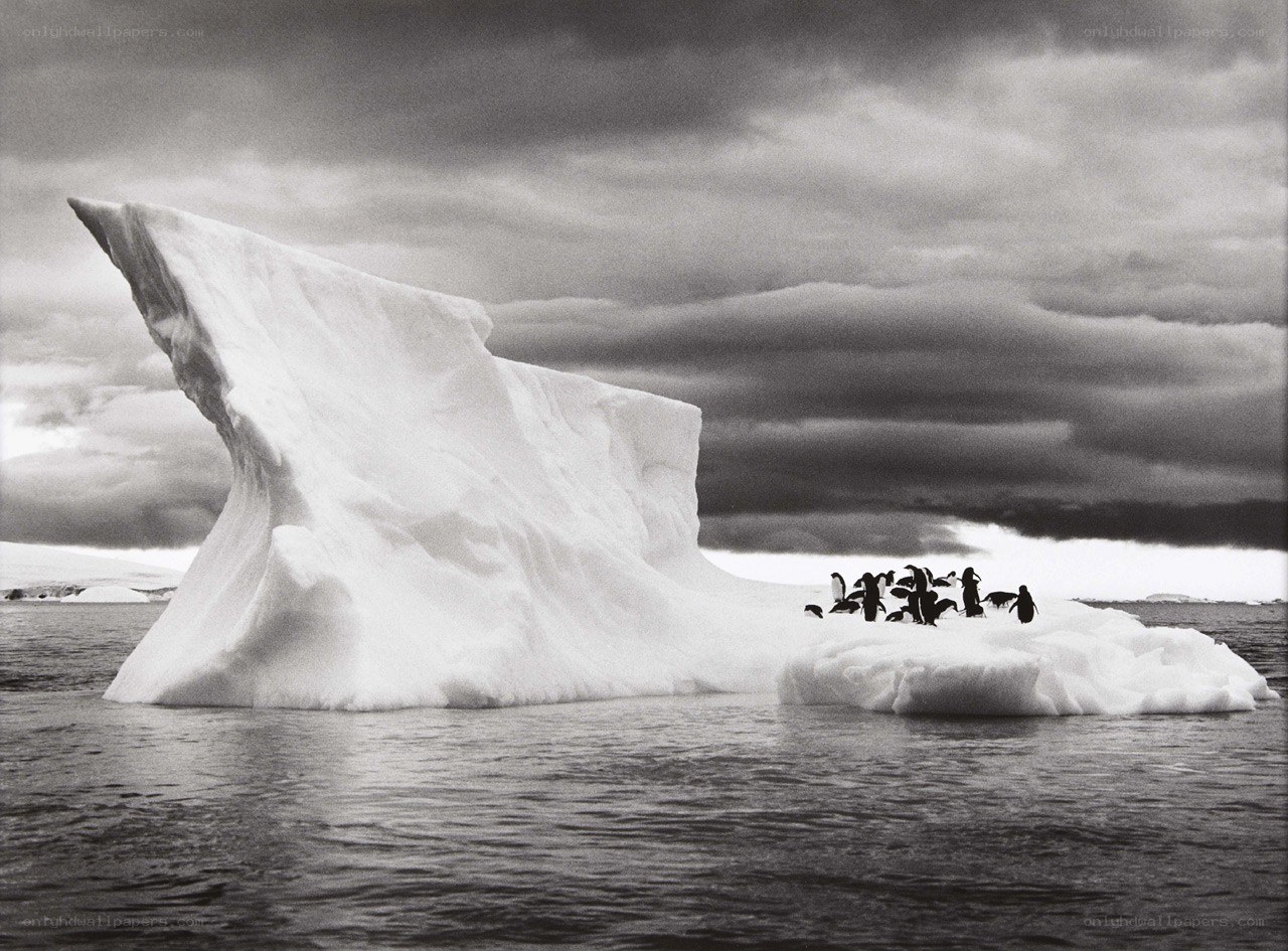 Penguins on an iceberg