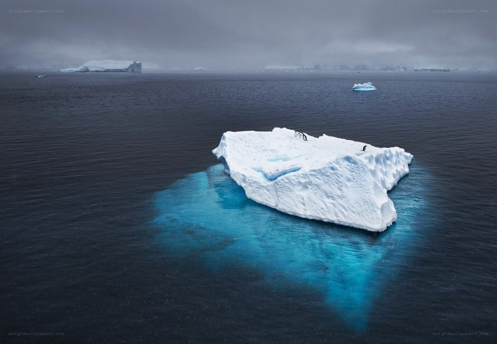 Penguins on an iceberg