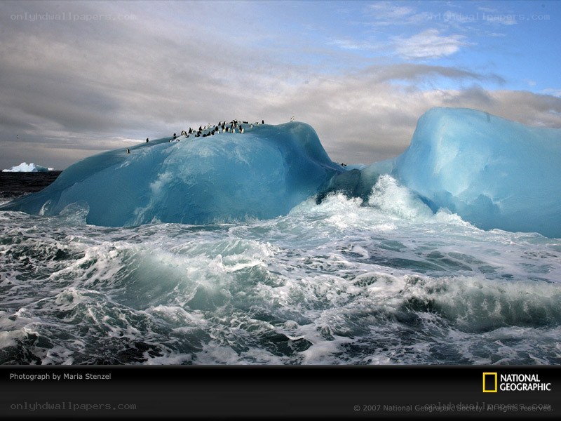 Penguins on an iceberg