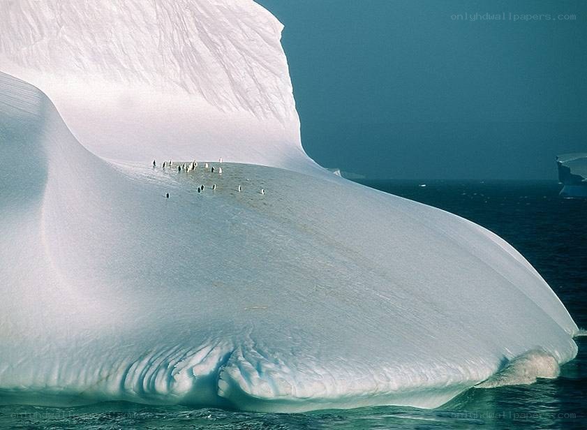 Penguins on an iceberg