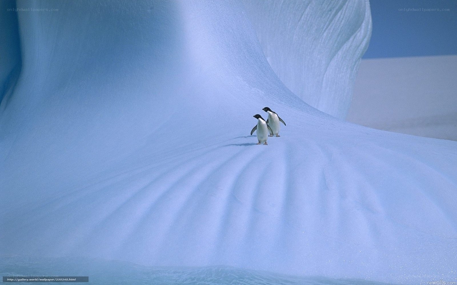 Penguins on an iceberg