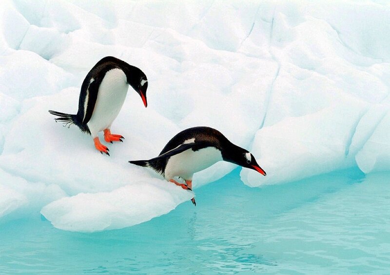 Penguins on an iceberg