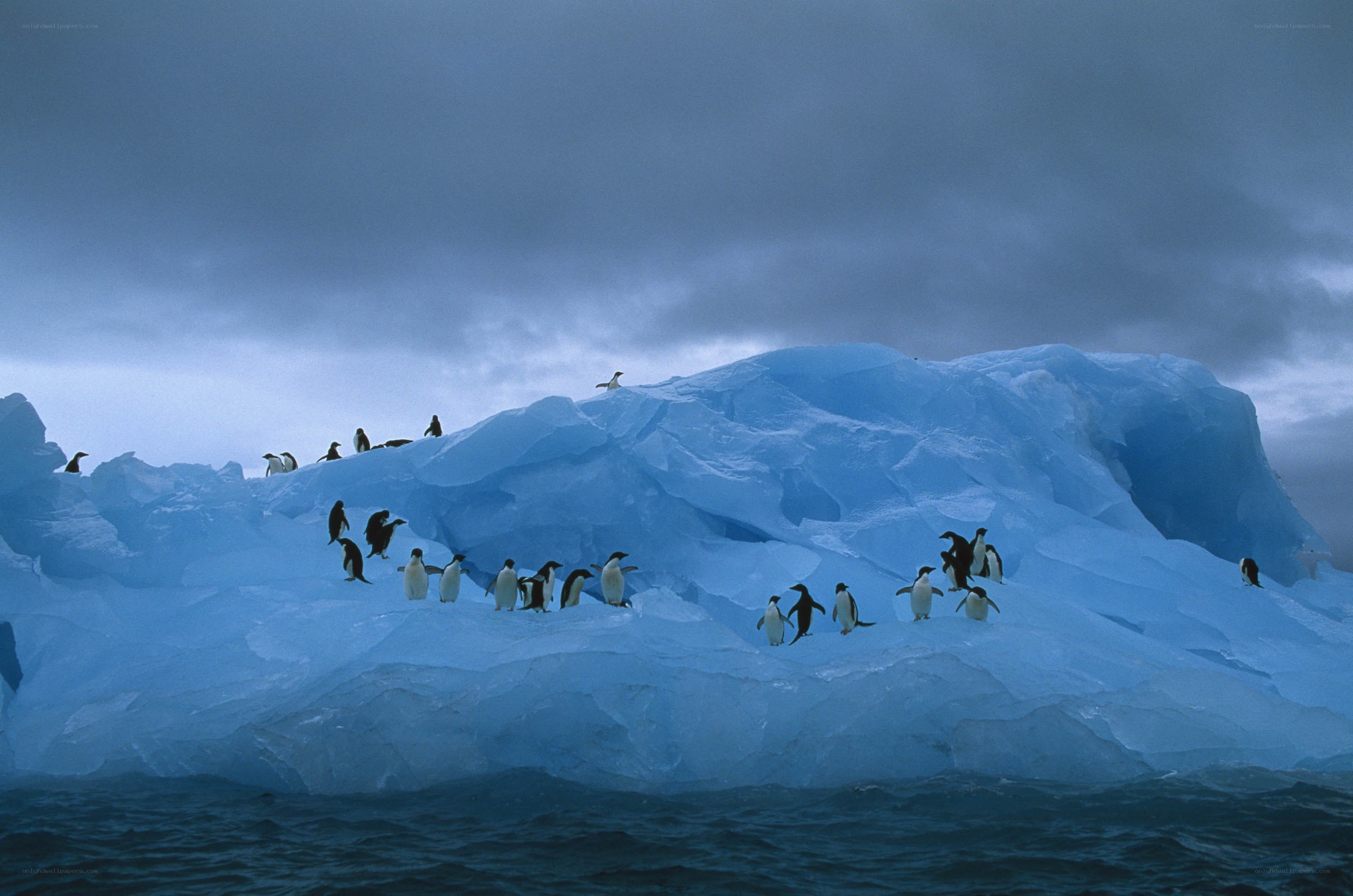 Penguins on an iceberg
