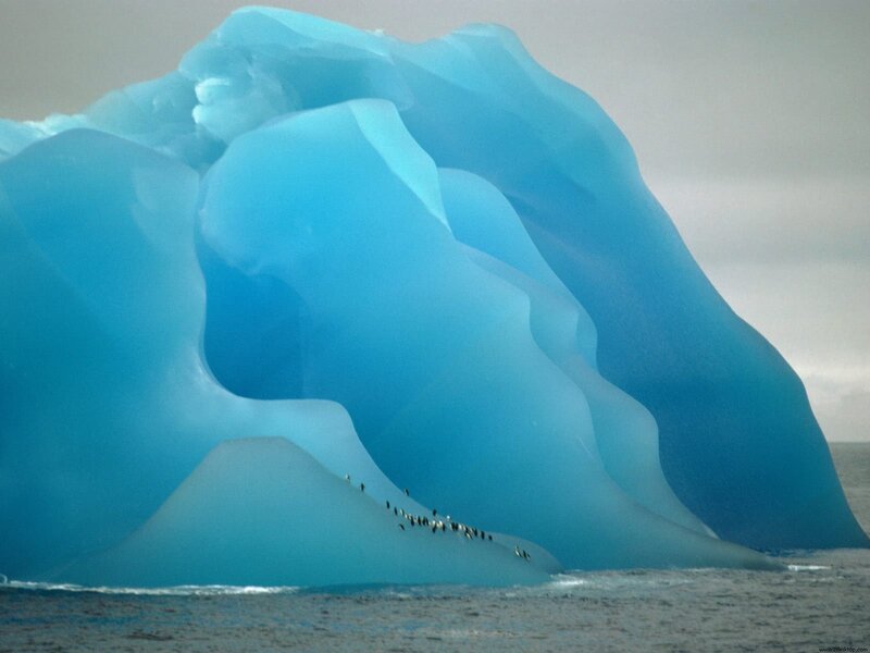 Penguins on an iceberg