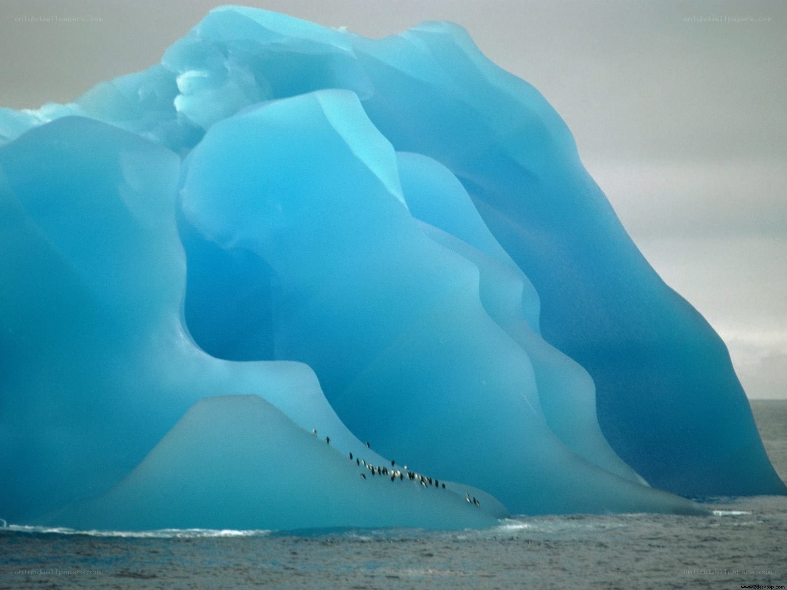 Penguins on an iceberg