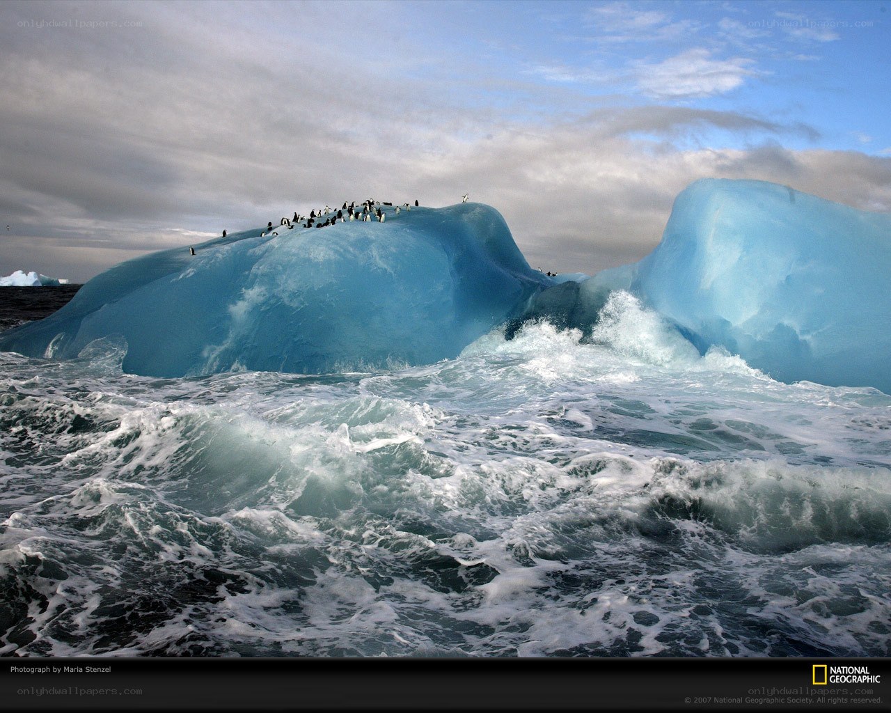 Penguins on an Iceberg