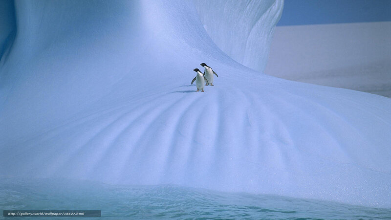 Penguins on an iceberg