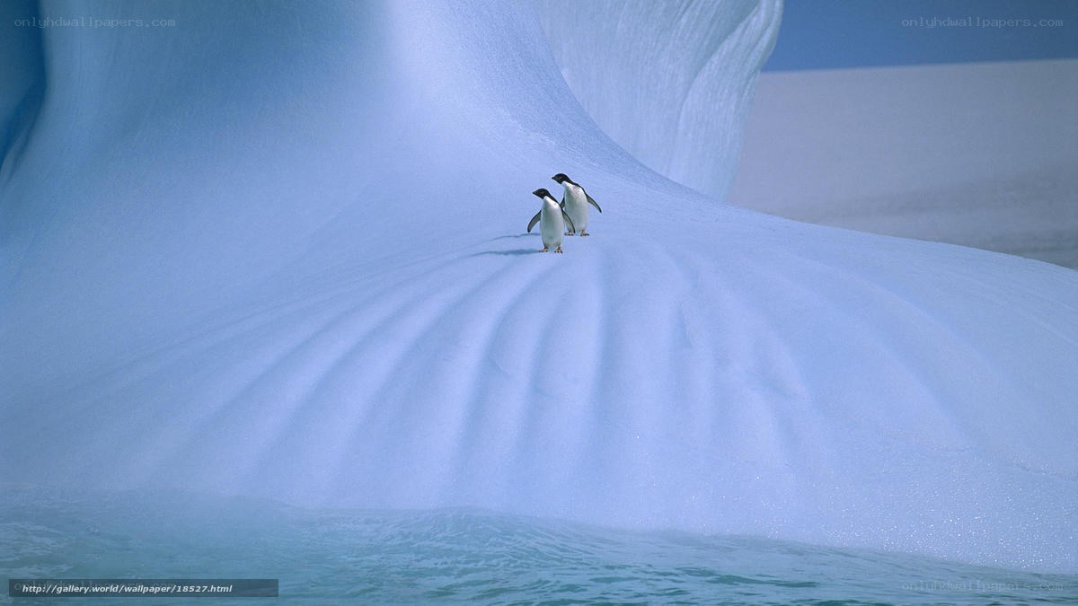 Penguins on an iceberg