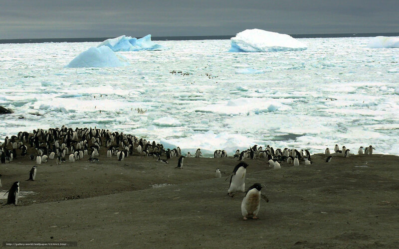 Penguins on an icy shore