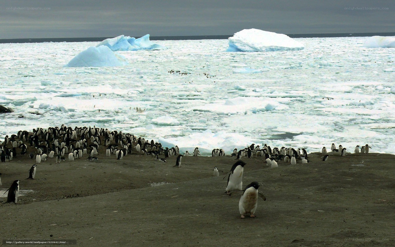 Penguins on an icy shore