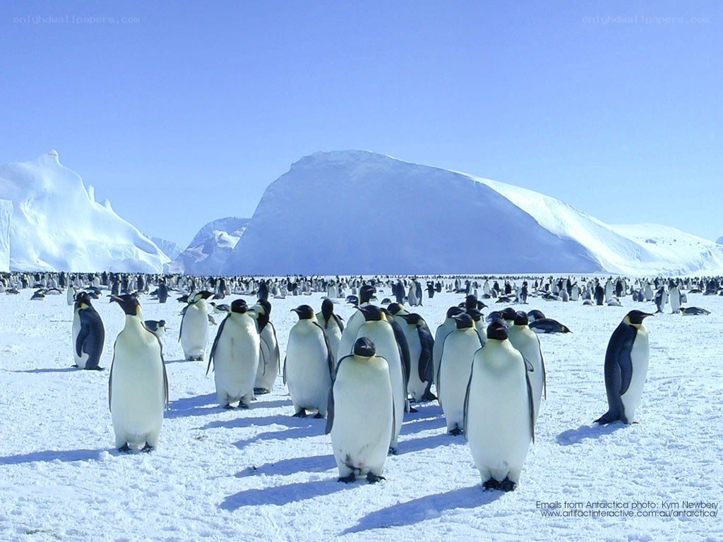 Penguins on Antarctic ice