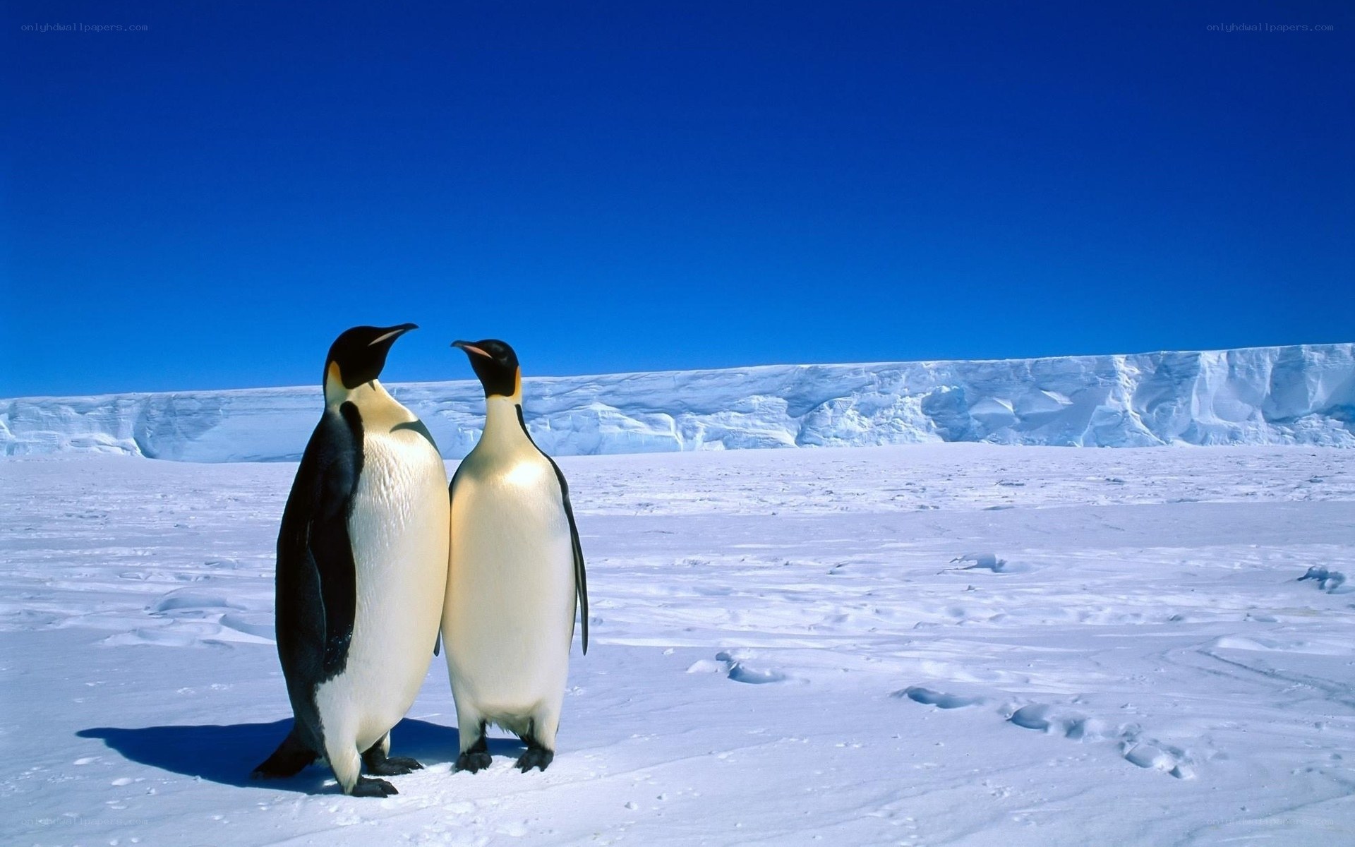 Penguins on Antarctic ice