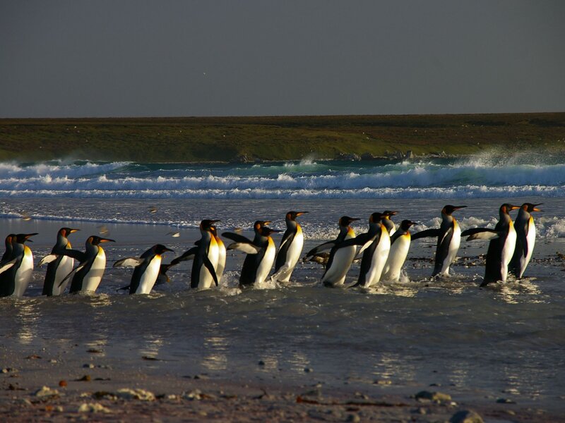 Penguins on Beach — Black, Natural