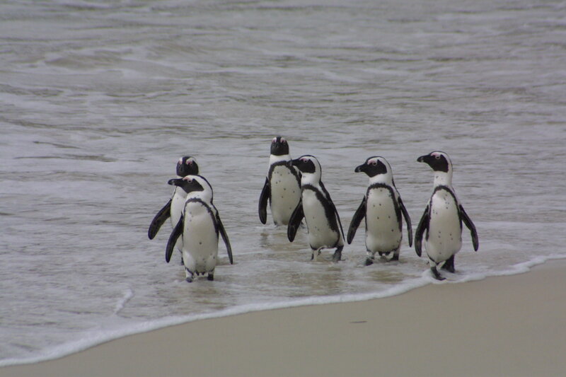 Penguins on Beach — Black