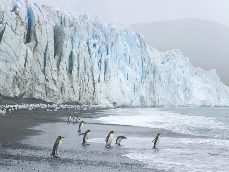 Penguins on Beach — Blue, Cold