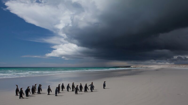 Penguins on Beach — Blue, Dramatic, Afternoon, Photograph