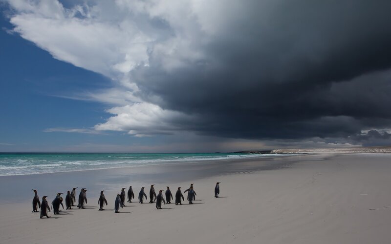 Penguins on Beach — Blue, Dramatic, Afternoon