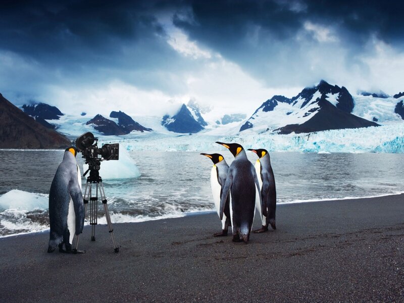 Penguins on Beach — Blue, Dramatic
