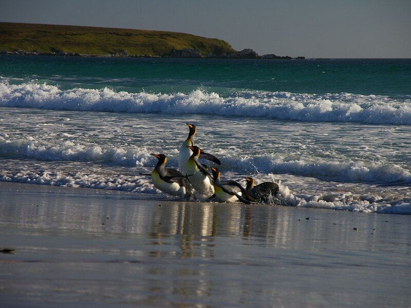 Penguins on Beach — Blue, Natural