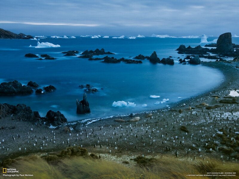 Penguins on Beach — Blue, Serene, Night