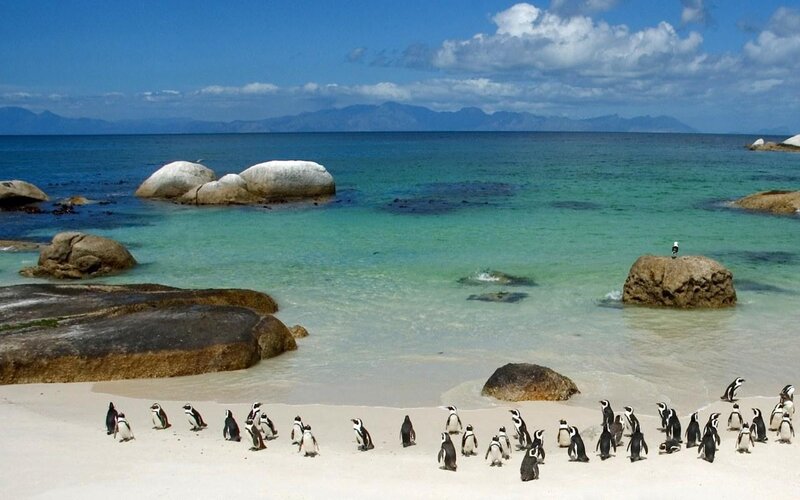 Penguins on Beach — Blue