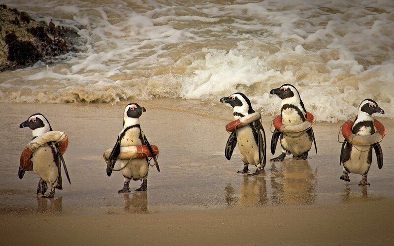 Penguins on Beach — Brown