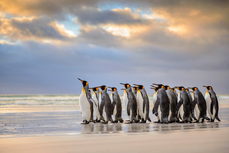Penguins on Beach — Gray