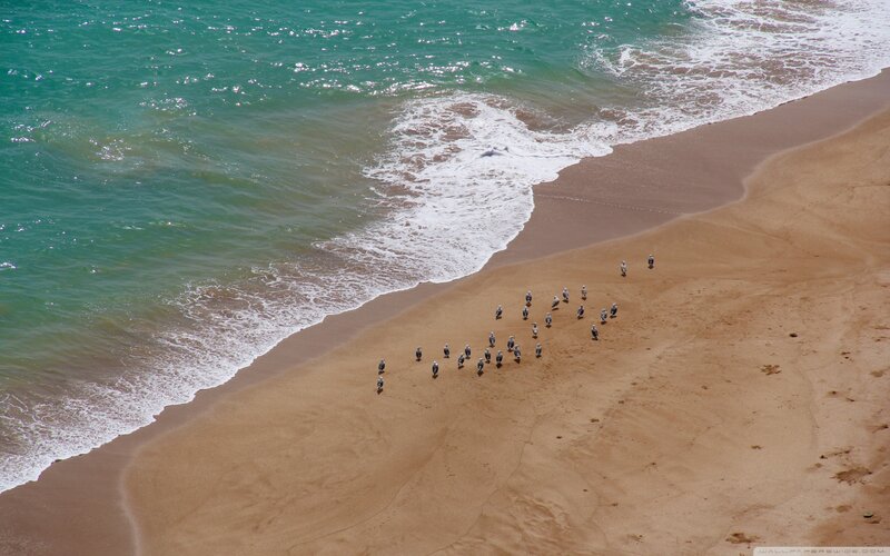 Penguins on Beach