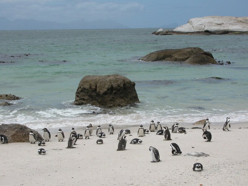 Penguins on Beach — White, Serene