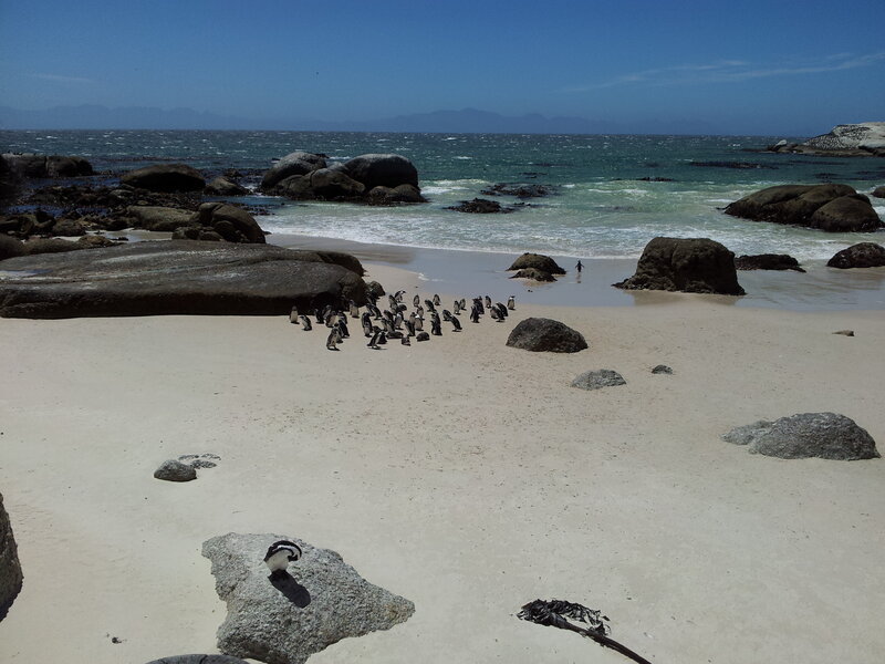Penguins on Beach — White
