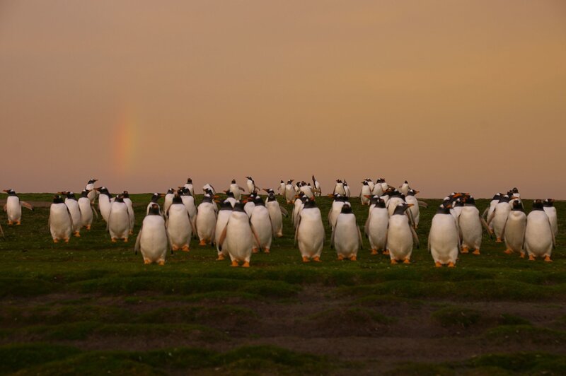 Penguins on Grassy Hill
