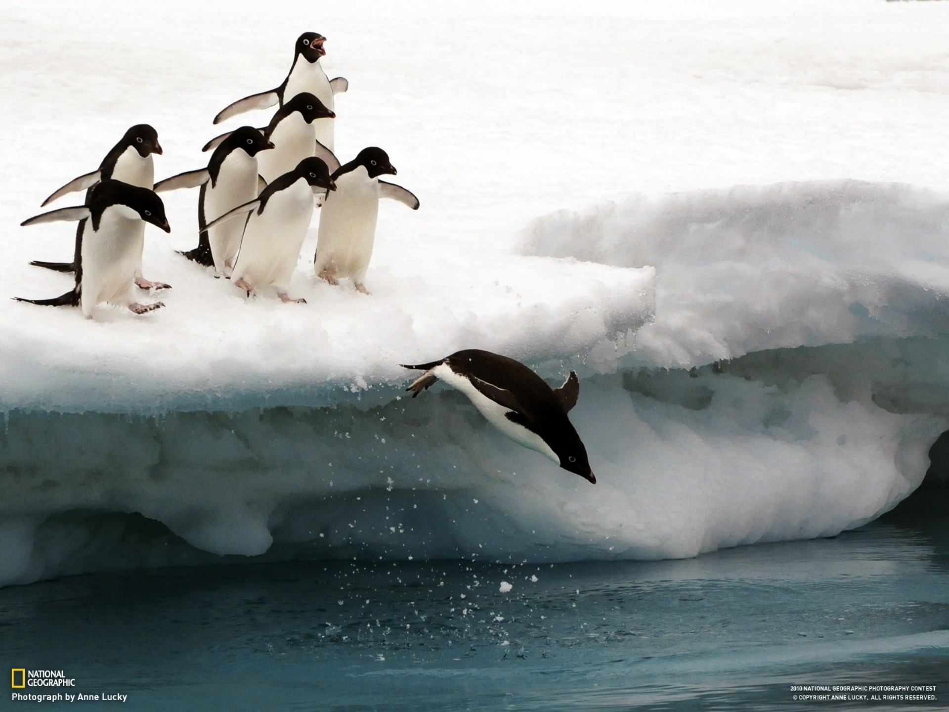 Penguins on ice