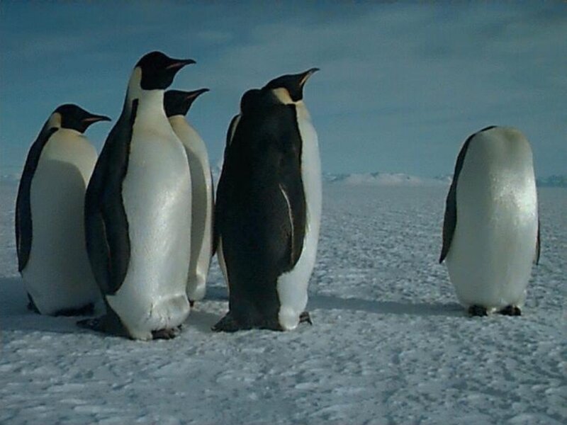 penguins on ice