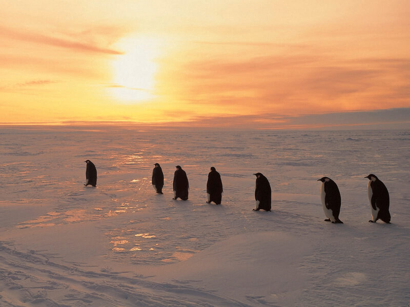 Penguins on ice at sunset