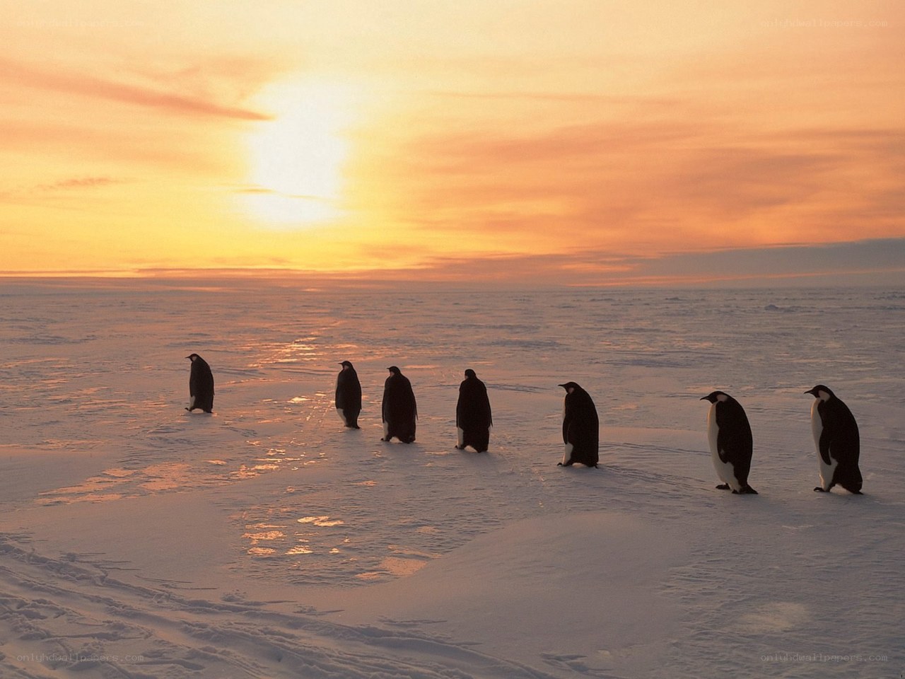 Penguins on ice at sunset