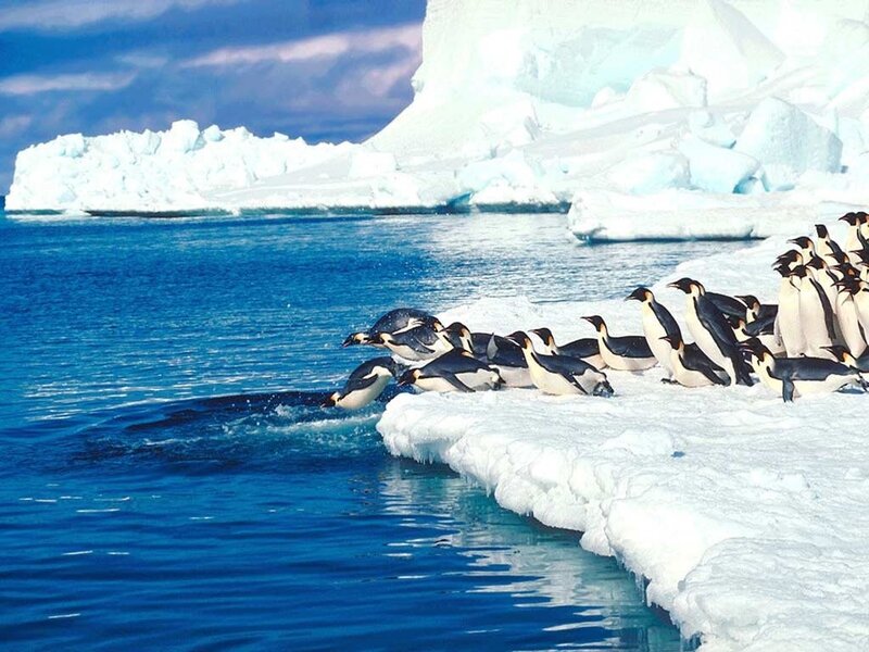 Penguins on Ice — Blue, Cold, Photograph, Iceberg