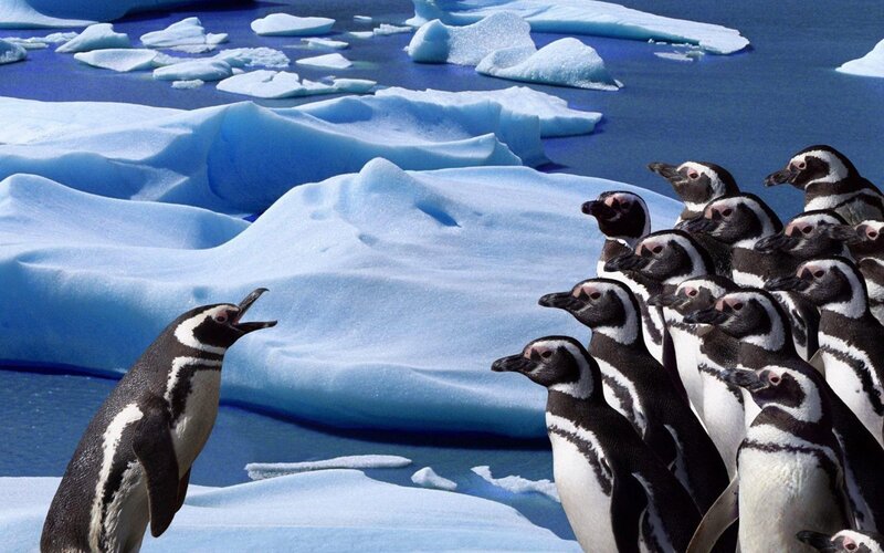 Penguins on Ice — Blue, Cold, Photograph, Icebergs